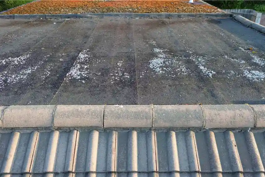 Survey of a flat roof covering showing moss and lichen growth